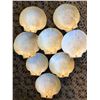 Image 2 : 8 Seashells