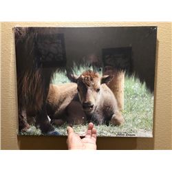 Bison Calf Print