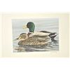 Image 4 : Huge lot of 32 numbered waterfowl stamp  prints by famous artists including David  Maas, Tom Hirata,