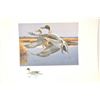 Image 9 : Huge lot of 32 numbered waterfowl stamp  prints by famous artists including David  Maas, Tom Hirata,