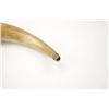 Image 3 : Nice 19th century American powder horn  measuring 11”” overall great hand worn patina  and lovely tu