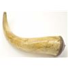 Image 5 : Nice 19th century American powder horn  measuring 11”” overall great hand worn patina  and lovely tu