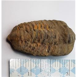 16)  NATURAL TRILOBITE FOSSIL SPECIMEN