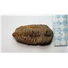 Image 2 : 16)  NATURAL TRILOBITE FOSSIL SPECIMEN