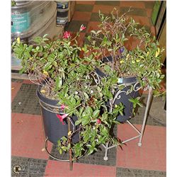 A PAIR OF MANDEVILLA PLANTS IN IRON STANDS