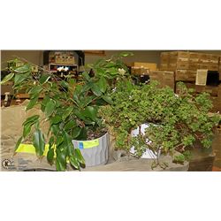 CITRONELLA PLANT WITH A SMALL  POTTED TREE