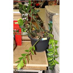 AFRICAN ZZ PLANT