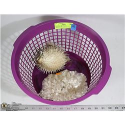 PERCIVAL THE PUFFER FISH-GENUINE & ESTATE CORAL
