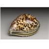 Image 1 : A Continental Cowrie Shell and Silver Snuff Box 