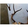 Image 2 : Pair of antlers