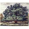 Image 3 : FOUR FRAMED PRINTS OF TREES
