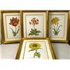 Image 1 : FOUR FRAMED BOTANICAL PRINTS