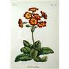 Image 2 : FOUR FRAMED BOTANICAL PRINTS