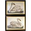 Image 1 : TWO FRAMED SWAN PRINTS