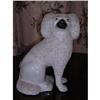 English Staffordshire Poodle #1138089