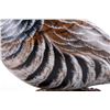 Image 9 : Chris Olson Painted & Signed Scaled Quail Carving