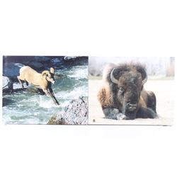 Montana Buffalo & Mountain Goat Canvas Photos