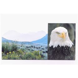 Montana Bald Eagle & Landscape Photos