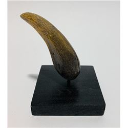 Jurassic Park (1993) - Prop Tooth