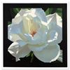 Image 1 : "Rose in the Shadows" Limited Edition Giclee on Canvas by Brian Davis, Numbered and Hand Signed with