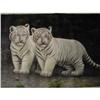 Image 1 : Two Baby White Tigers, Mint #1186299