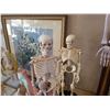 Image 2 : 2 ANATOMICAL SKELETONS 16 INCHES TALL