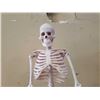 Image 2 : 30 INCH ANATOMICAL SKELETON