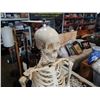 Image 2 : MEDICAL ANATOMICAL SKELETON ON CAST IRON ROLLING STAND
