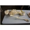 Image 8 : MEDICAL ANATOMICAL SKELETON TORSO