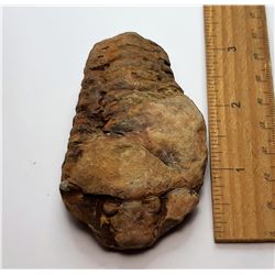 11)  NATURAL TIBOLITE FOSSIL SPECIMEN