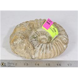 AMMONITE FOSSIL