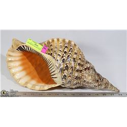 OCEANIC LARGE CONCH SHELL