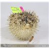 Image 1 : DECORATIVE PUFFER FISH