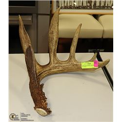 DEER ANTLER SHED, RICH BROWN IN COLOR