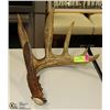 Image 1 : DEER ANTLER SHED, RICH BROWN IN COLOR