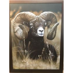 SCI artist of the year Mountain Ram framed canvas print.