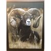 Image 1 : SCI artist of the year Mountain Ram framed canvas print.