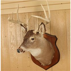 Deer Mount