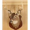 Image 2 : Deer Mount