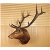 Image 1 : Elk Mount