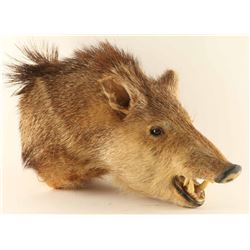 Javelina Shoulder Mount