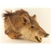 Image 1 : Javelina Shoulder Mount