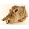 Image 2 : Javelina Shoulder Mount