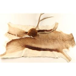 Pronghorn Rug and Deer Rack