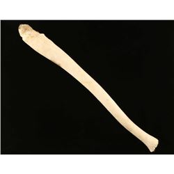 Baculum from a Walrus