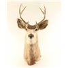 Image 2 : 3X3 Buck Mount