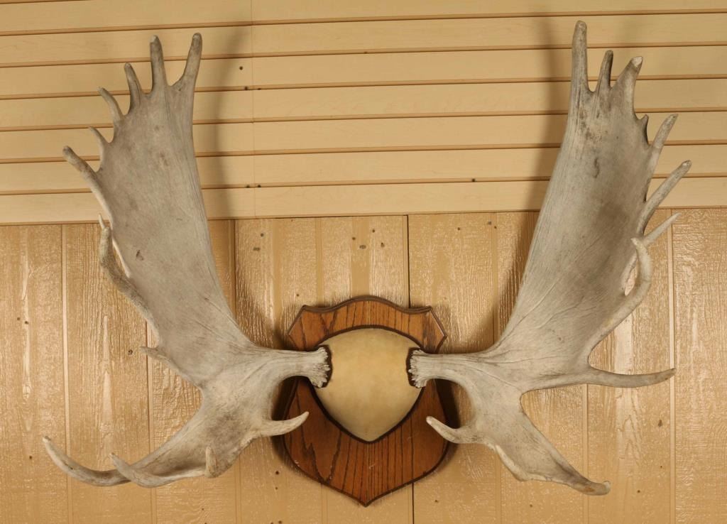 European Moose Antler Mount