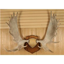 European Moose Antler Mount