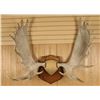 Image 1 : European Moose Antler Mount