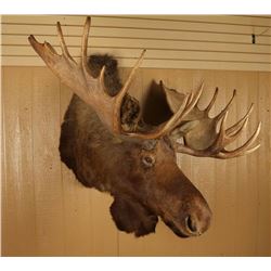 Beautiful Huge Moose Shoulder Mount